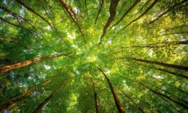 A holistic view of design and why it is so important